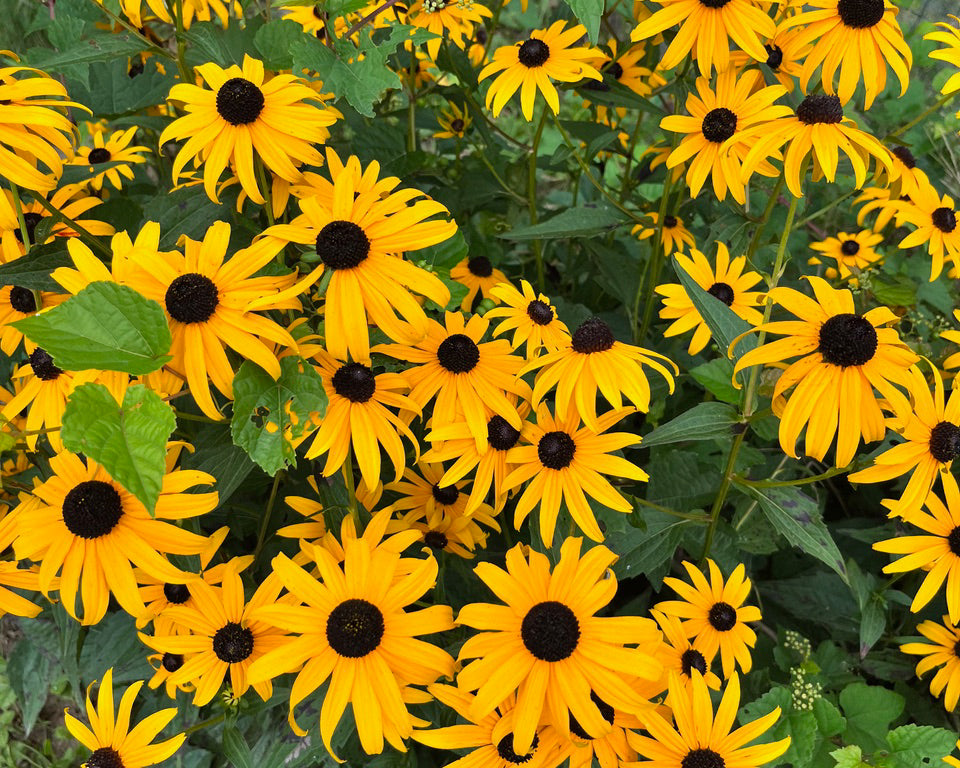 National Gardening Month